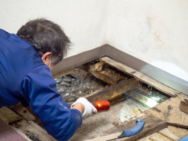 Best HVAC Mold Remediation in Carefree, AZ